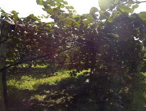 kiwis à  gogo